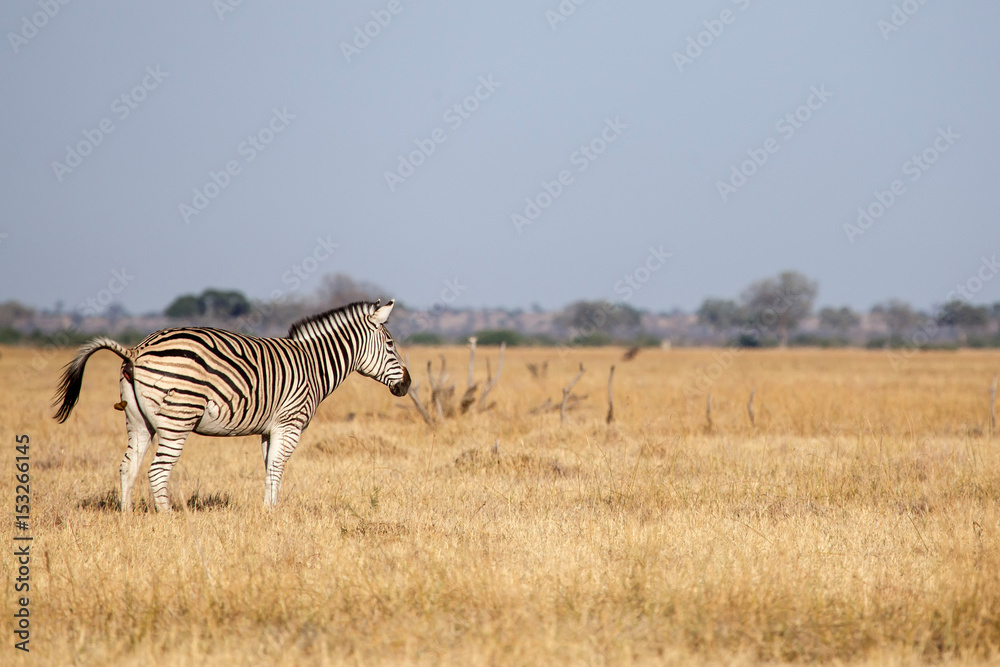 Fototapeta premium Zebra - Chobe N.P. Botswana, Africa