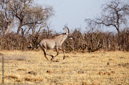 Kudu - Chobe N.P. Botswana  Africa