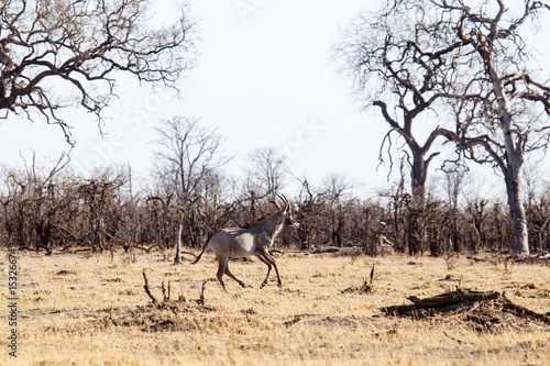 Kudu - Chobe N.P. Botswana  Africa