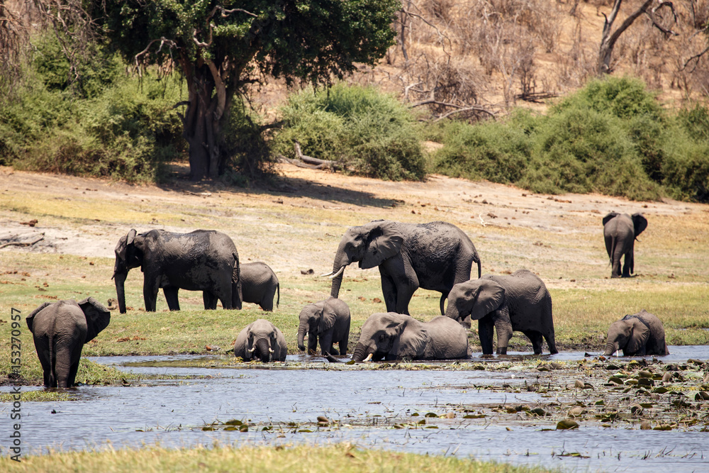 Fototapeta premium Elephants - Chobe River, Botswana, Africa