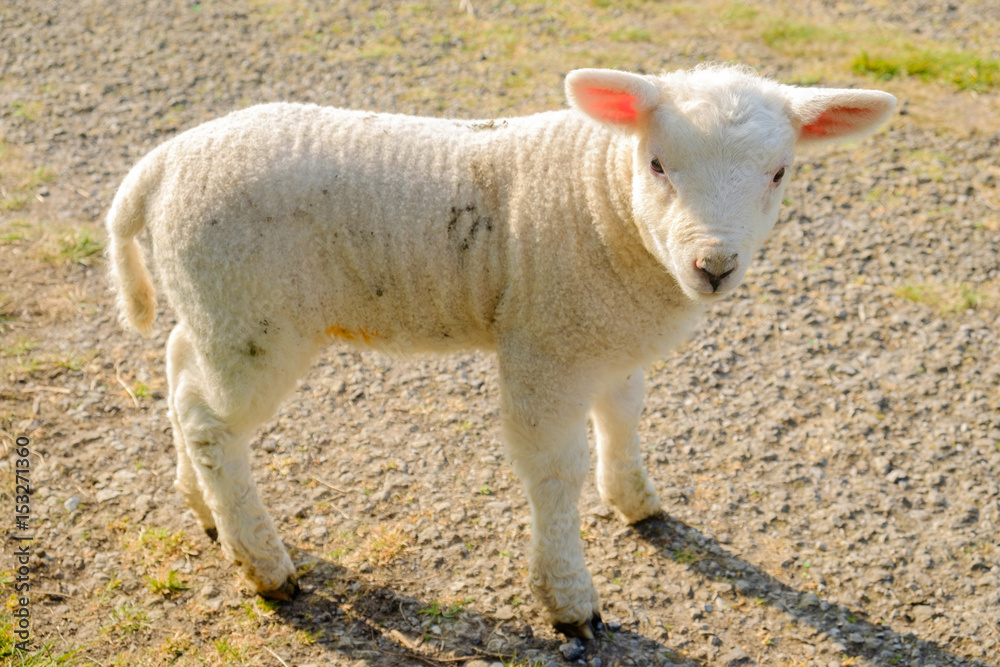 Close up of a lamb in Rye, East Sussex, England U.K