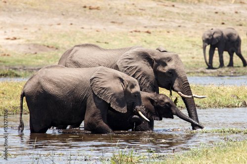 Elephants - Chobe River  Botswana  Africa