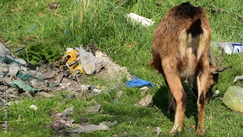 goat grazing grass on a garbage dump,three shots