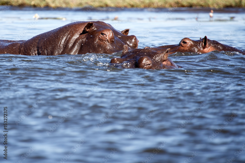 Fototapeta premium Chobe River, Botswana, Africa