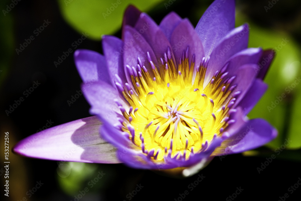Lotus Flower Lotus Flower