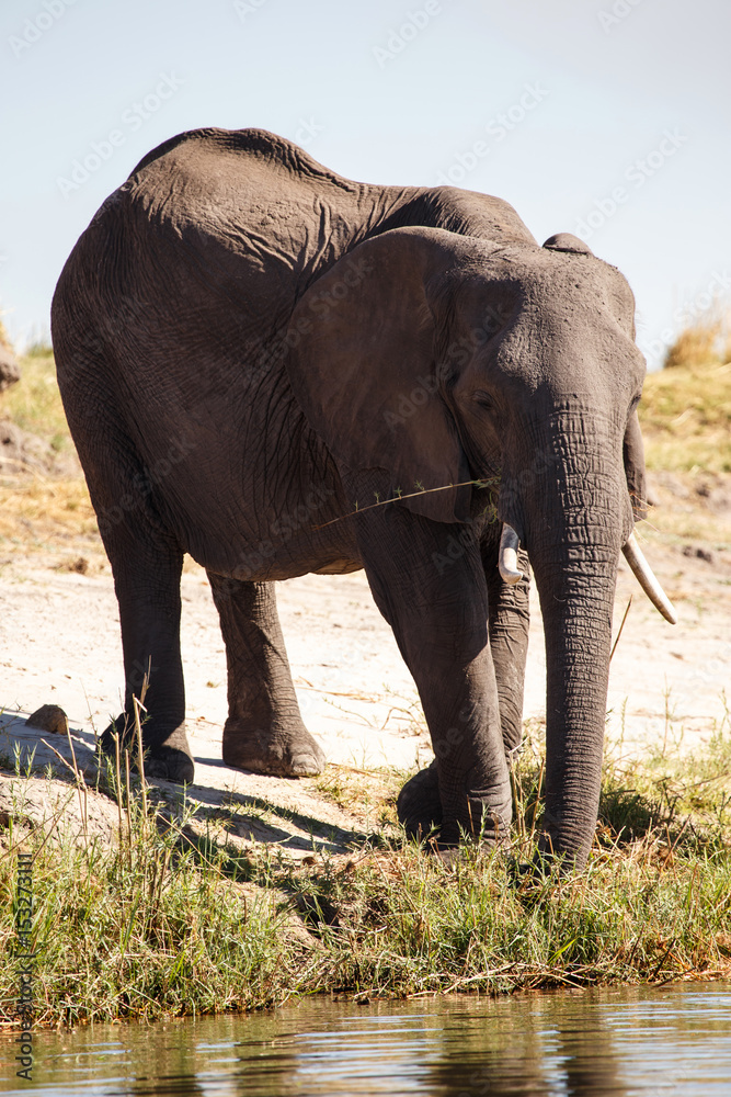 Fototapeta premium Elephant - Chobe River, Botswana, Africa