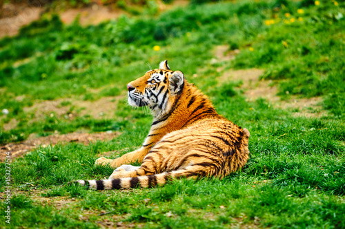 Siberian tiger. Panthera tigris altaica. beautiful tiger