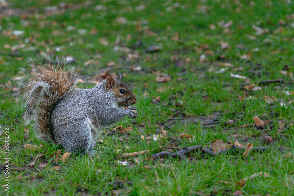 Spring Squirrel in New York Central Park, USA Spring Squirrel in New York Central Park, USA