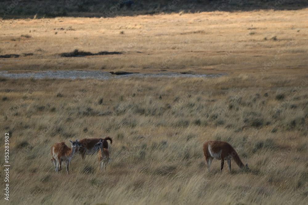 guanaco guanaco