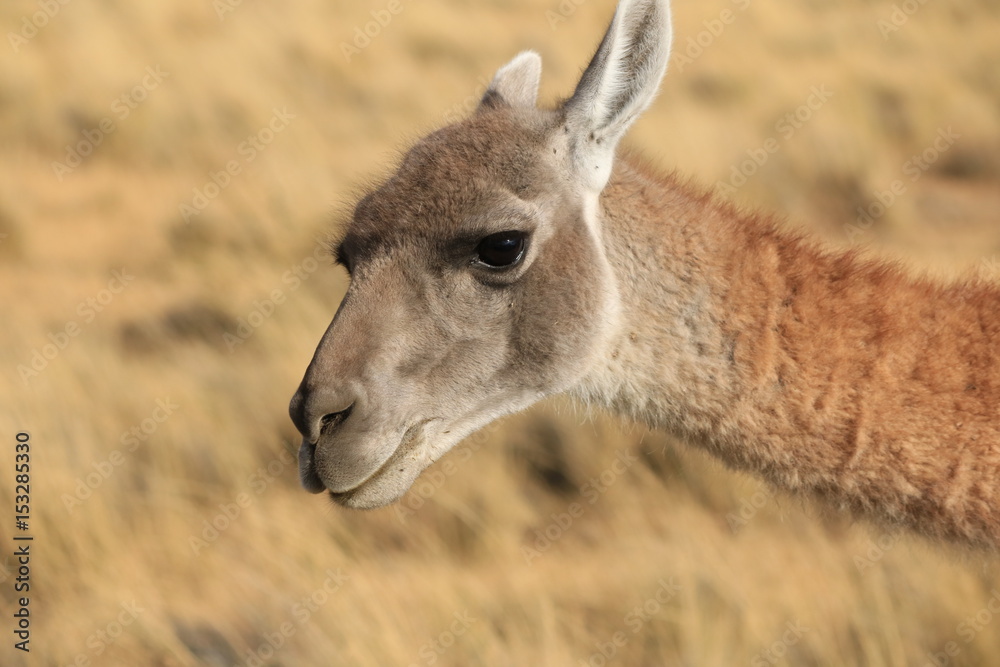 Fototapeta premium guanaco
