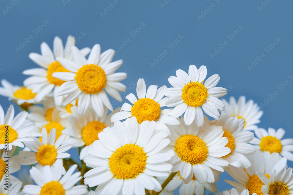 Daisy chamomile flowers frame on blue garden table. Top view with copy space Daisy chamomile flowers frame on blue garden table. Top view with copy space