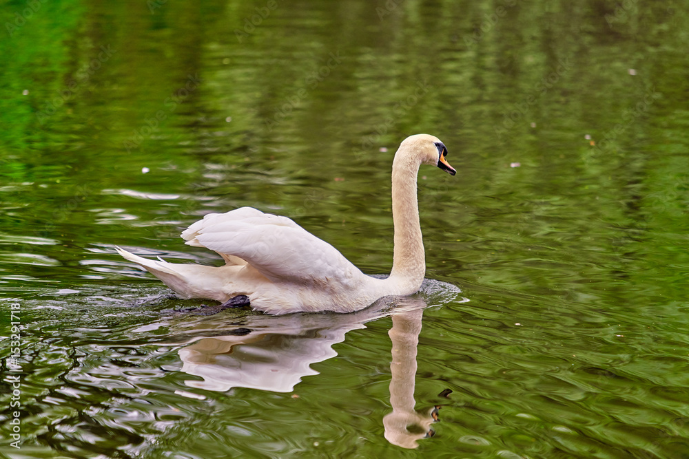Fototapeta premium White swan in the lake