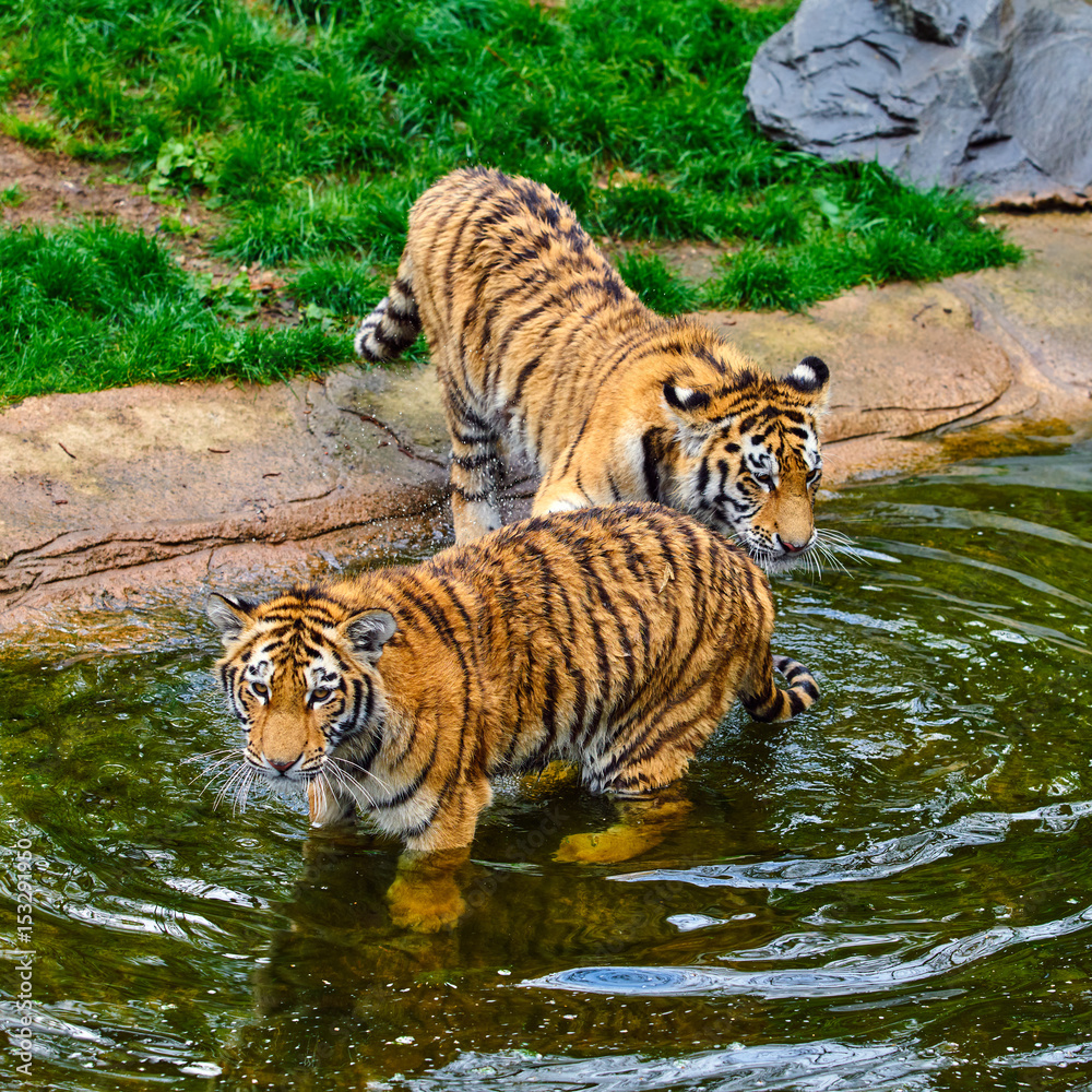 Two adult tigers at play. young Tiger Two adult tigers at play. young Tiger