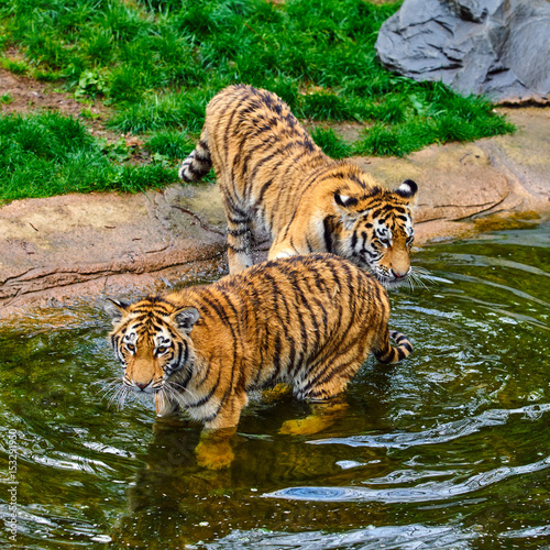 Two adult tigers at play. young Tiger