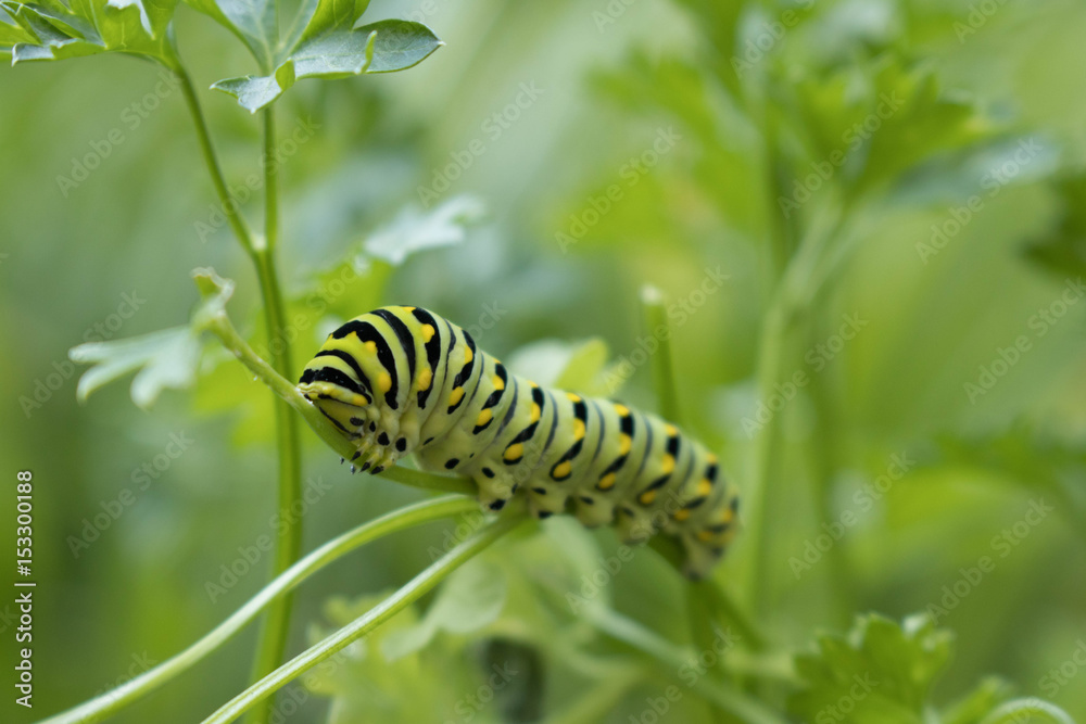 Caterpillar Getting Ready to Transform into a Swallowtail Butterfly Caterpillar Getting Ready to Transform into a Swallowtail Butterfly