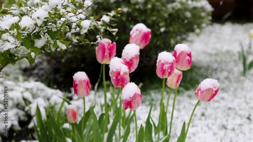 tulips in the snow