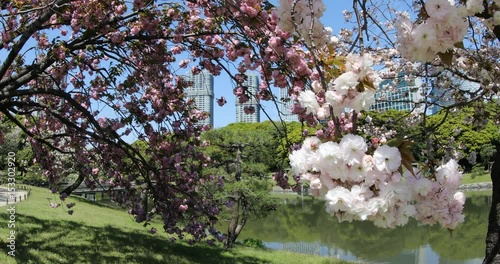 Blossoming cherry tree in Hamarikyu Gardens, Tokyo, Japan. Oriental japanese garden during Hanami. Shiodome buildings on blurred background. Spring concept, outdoor life and relax. photo