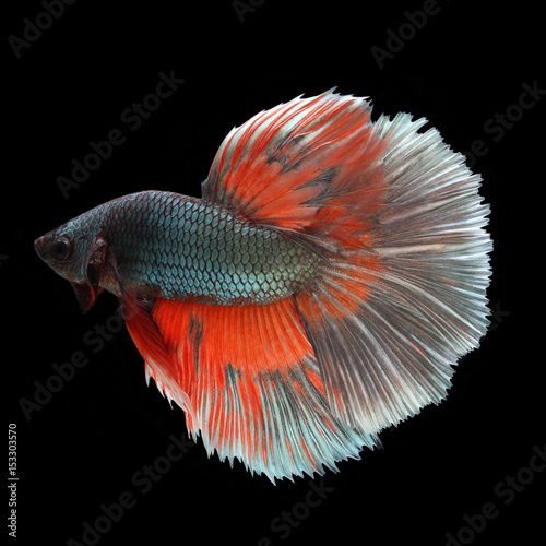 Halfmoon Betta on black background. Beautiful fish. Swimming flutter tail flutter.