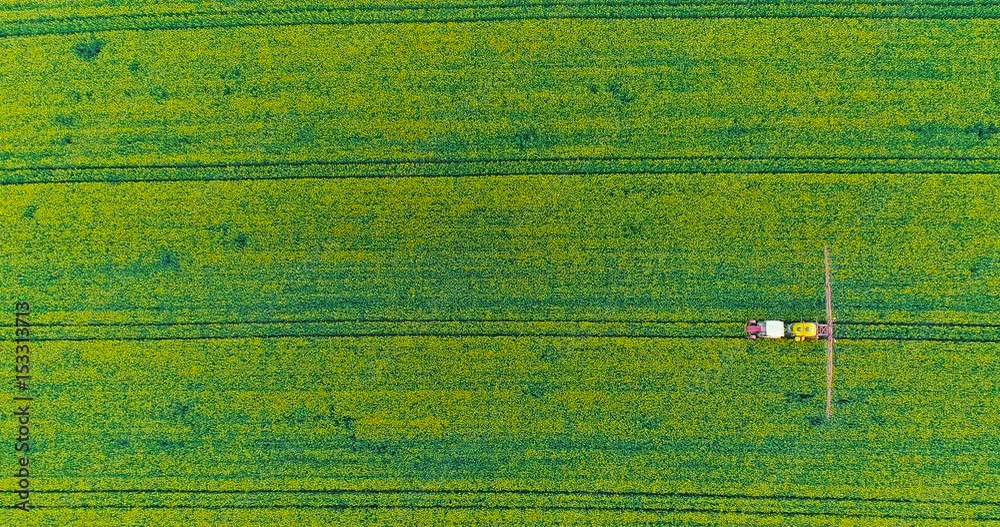 Farmer fertilizing young colza with pesticides GMO. Farmer fertilizing young colza with pesticides GMO.