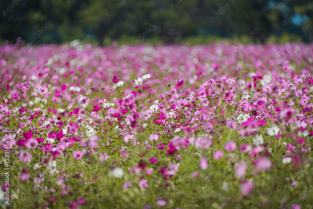 Pink cosmos flower fields