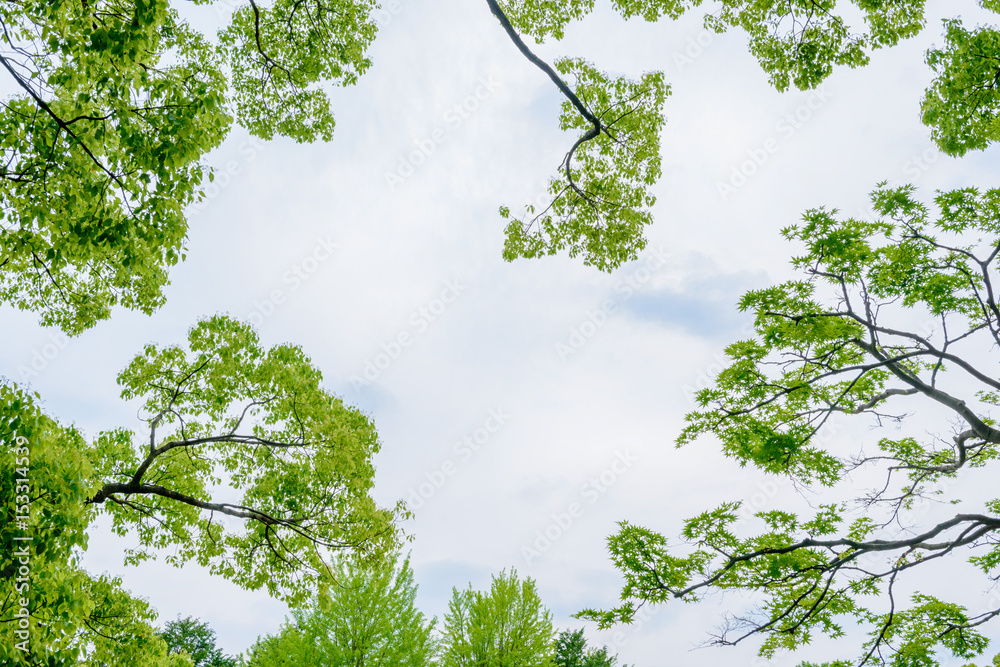 Fototapeta premium 新緑の木々と空