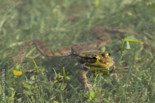 Grenouilles - Lac de Sainte Hélène - Savoie. photo