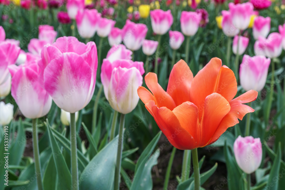 Multicolored tulips outside in parks and farms Multicolored tulips outside in parks and farms