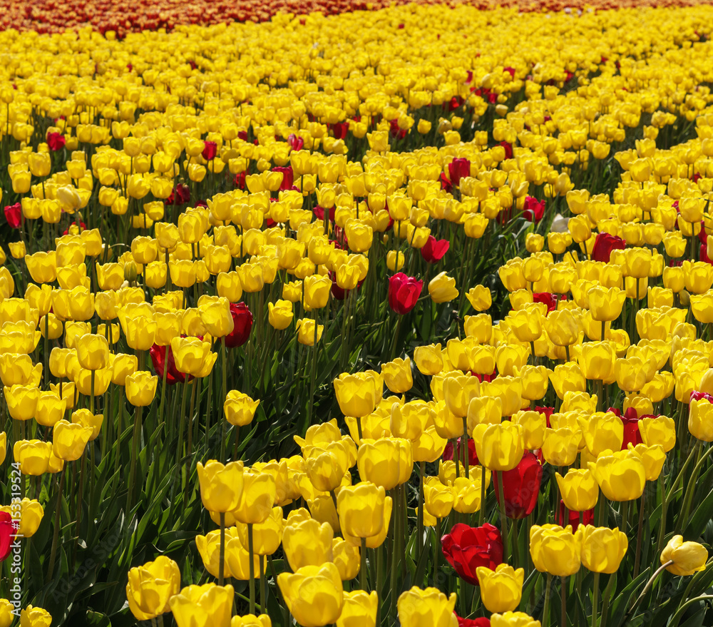 Obraz premium A field of yellow tulips country farm