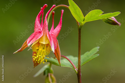 Fototapeta Naklejka Na Ścianę i Meble -  Closeup capture of Canadian Columbine wild flower with leaf