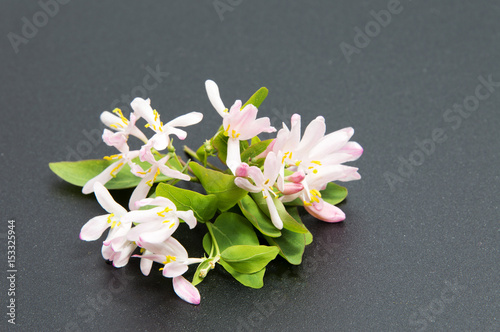 Beautiful daisy flowers isolated on black background cutout photo