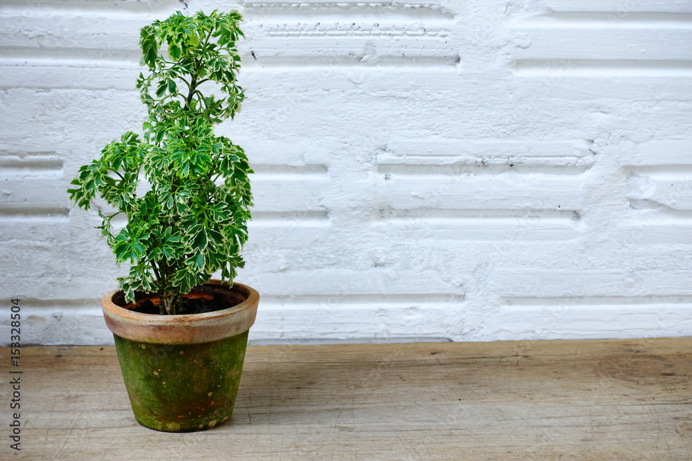 tree in pot on wall of white brick for background