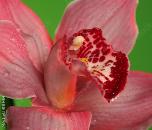 Pink orchid. Macro shoot.