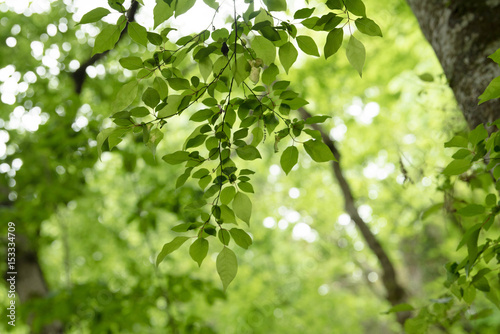 環境のイメージに使いやすい 新緑の森の葉のクローズアップ