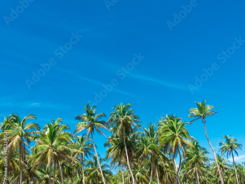 Palm trees against blue sky