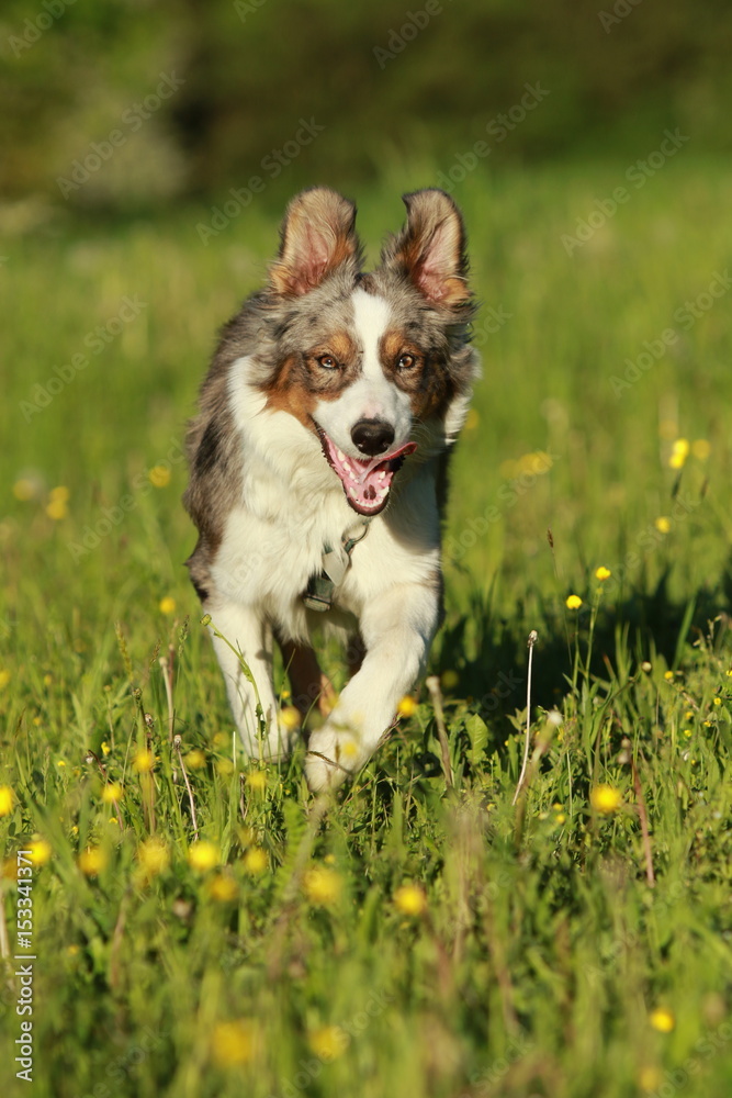 Australian shepherd dog running in summer grass Australian shepherd dog running in summer grass