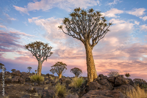 Namibia. Aloe Tree.