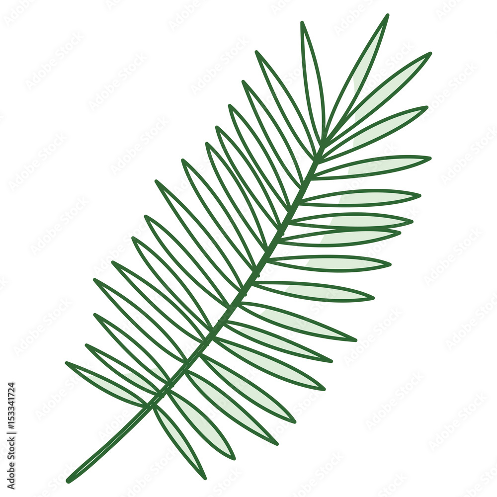 tropical leafs decorative icon vector illustration design tropical leafs decorative icon vector illustration design