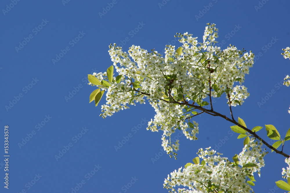 Flowering branch of bird cherry against the clear sky
Цветущая ветка черемухи на фоне ясного неба Flowering branch of bird cherry against the clear sky
Цветущая ветка черемухи на фоне ясного неба