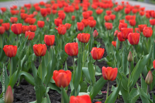 Blossoming buds of tulips with green stems and leaves in summer on the street