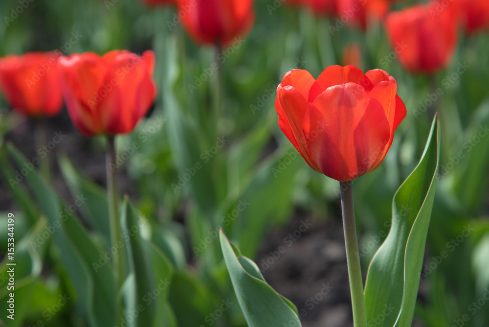 Blossoming buds of tulips with green stems and leaves in summer on the street Blossoming buds of tulips with green stems and leaves in summer on the street