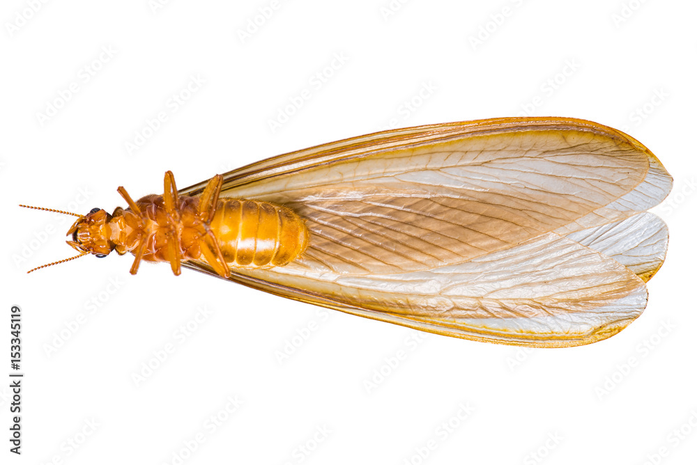 A flying termite or Alates isolated on white background. A flying termite or Alates isolated on white background.