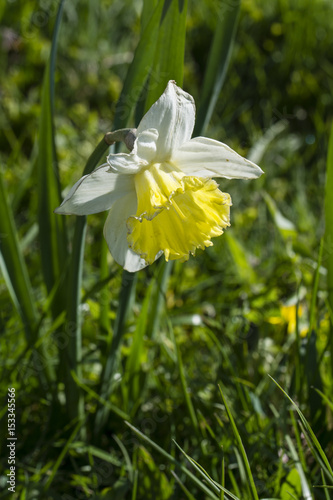 Fototapeta Naklejka Na Ścianę i Meble -  Yellow white narcissus in nature.