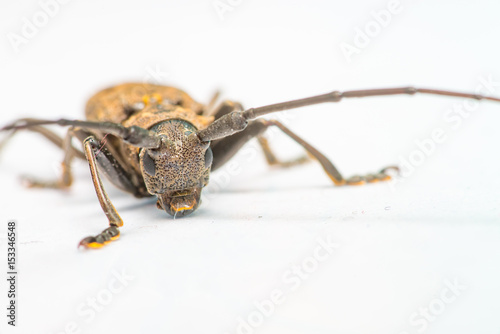 Brown Spined Oak Borer Longhorn Beetle (Arthropoda: Insecta: Coleoptera: Cerambycidae: Elaphidion mucronatum) crawling on a white surface isolated with white background photo