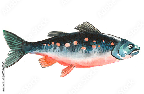Wallpaper Mural Watercolor salmon fish