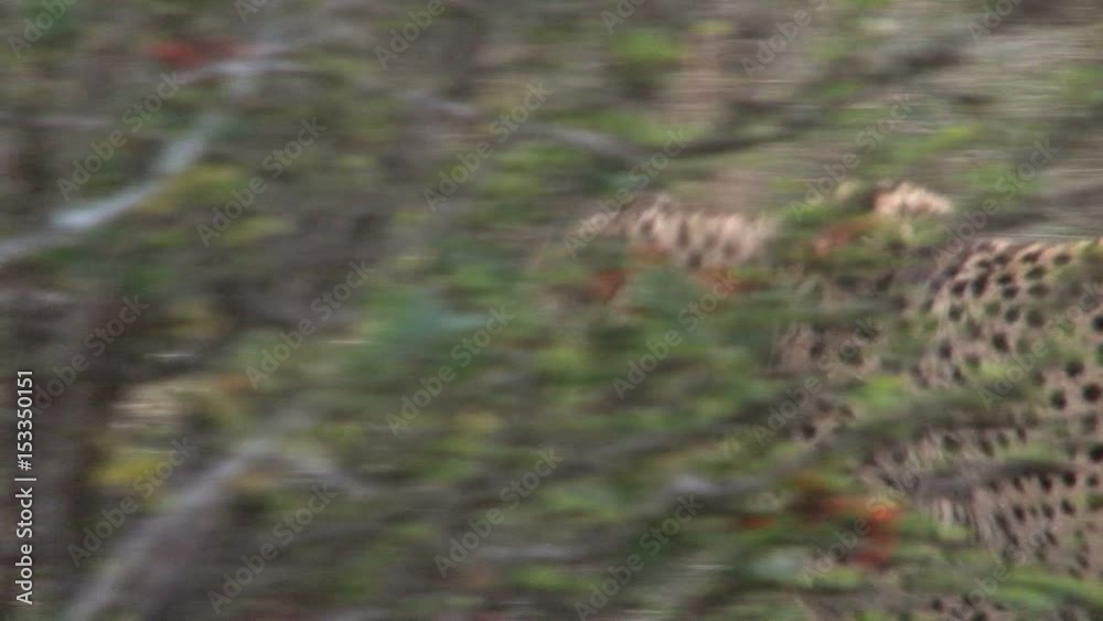 Leopard walking Leopard walking