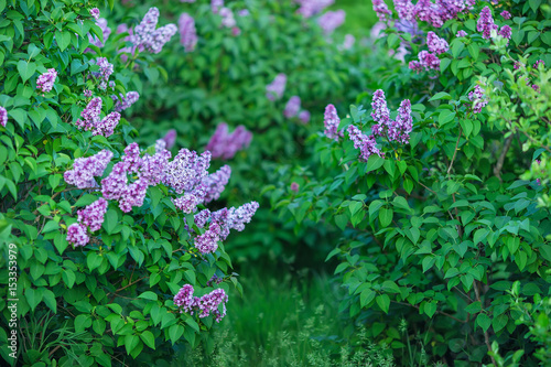 Bush of wonderfull full of delicious scent flowers lilac purple and blue colour.