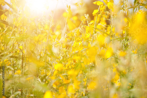 blurred of sunhemp  field at sunny day. photo