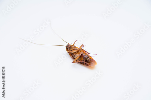 isolate cockroach on white background.