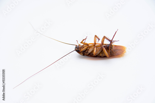 isolate cockroach on white background. © suparat1983