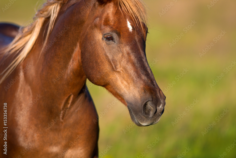 Red horse close up portrait in motion in summer field Red horse close up portrait in motion in summer field